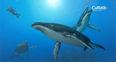 media/pim/endless-ocean-2-aventuriers-des-fonds-marins-0045496368388_8.jpg