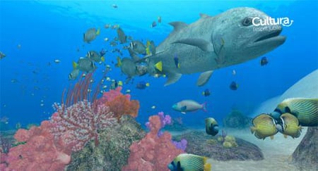 media/pim/endless-ocean-2-aventuriers-des-fonds-marins-0045496368388_9.jpg