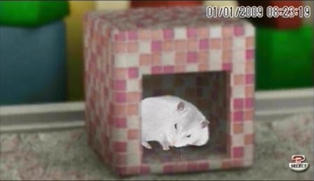 media/pim/hamsterz-2009-psp-3307211658653_2.jpg
