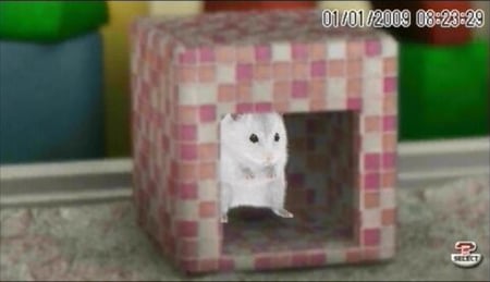 media/pim/hamsterz-2009-psp-3307211658653_3.jpg