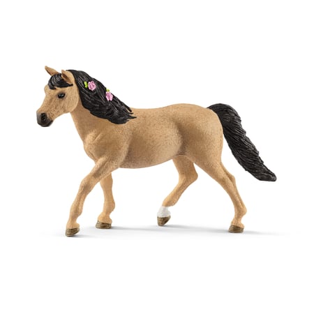 media/pim/horse-club-poney-connemara-femelle-4055744025068_5.jpg