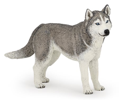 media/pim/husky-de-siberie-3465000540357_0.jpg