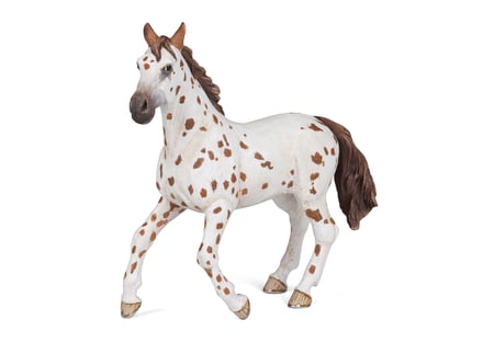 media/pim/jument-appaloosa-jument-appaloosa-3465000515096_0.jpg