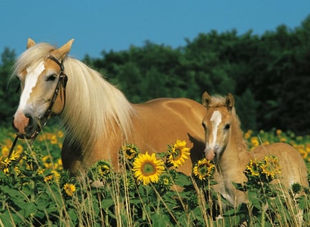 media/pim/mon-cheval-200pcs-mon-cheval-200pcs-4005556126286_1.JPG