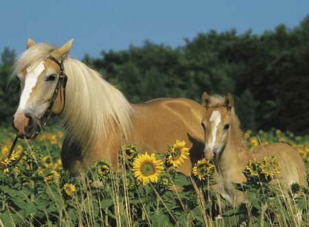 media/pim/mon-cheval-200pcs-mon-cheval-200pcs-4005556126286_5.jpg