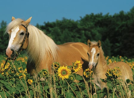 media/pim/mon-cheval-200pcs-mon-cheval-200pcs-4005556126286_8.jpg