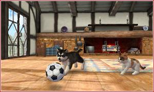 media/pim/nintendogs-cats-caniche-toy-ses-nouveaux-amis-3ds-0045496520250_9.jpg