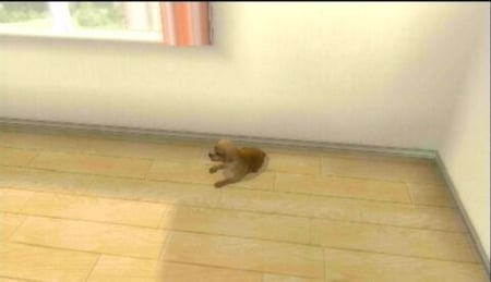 media/pim/petz-ma-famille-chiots-ds-3307211607286_5.jpg