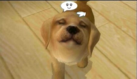 media/pim/petz-ma-famille-chiots-ds-3307211607286_7.jpg