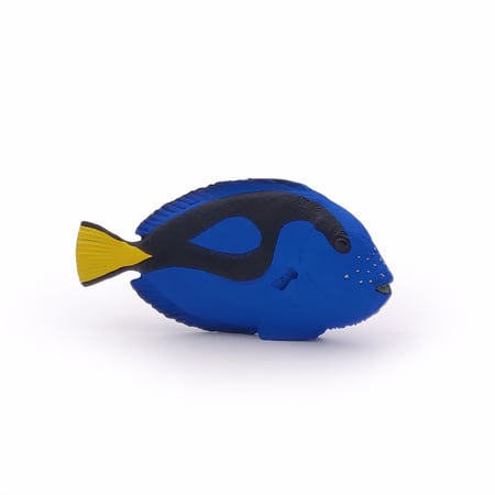 media/pim/poisson-chirurgien-3465000560249_0.jpg