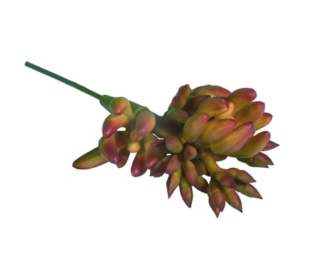 media/pim/succulents-yucca-4006166120404_0.jpg