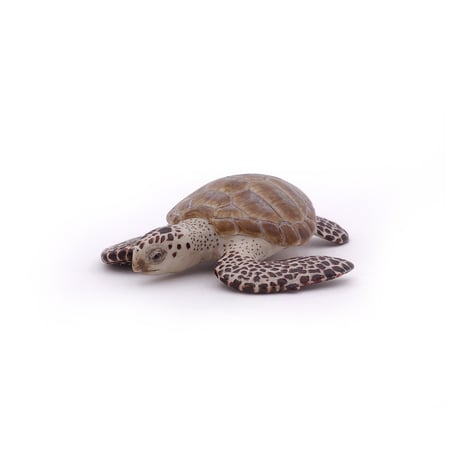 media/pim/tortue-caouanne-tortue-caouanne-3465000560058_6.jpg