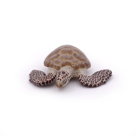 media/pim/tortue-caouanne-tortue-caouanne-3465000560058_7.jpg