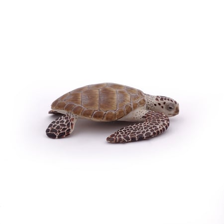 media/pim/tortue-caouanne-tortue-caouanne-3465000560058_9.jpg
