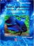 Betta Splendens