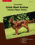 Traumrasse Irish Red Setter - Irischer Roter Setter