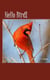 Northern Cardinal - Hello Bird!