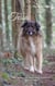 Tessa - Vom griechischen Shelter in die Wildnis des Schwarzwaldes