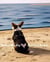 Bootsy Finds Her Forever Home - Bootsy the Big-Hearted Beagle Series, #1