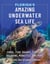 Florida's Amazing Underwater Sea Life - Coral, Fish, Sharks, Turtles, Dolphins, Manatees, and More