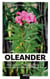 Oleander - König des Südens - Pflege, Geheimnisse und Geschichte einer außergewöhnlichen Pflanze