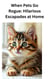 When Pets Go Rogue: Hilarious Escapades at Home