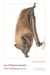 La Chauve-souris - Petite métaphysique en vol