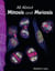 All About Mitosis and Meiosis