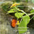 ...flieg bunter Schmetterling
