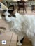 Je suis un chat