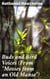 Buds and Bird Voices (From "Mosses from an Old Manse")