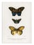 Affiche 50 x 70 cm -  Different Types of Butterflies - Charles Dessalines
