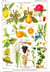Puzzle 1000 pièces - Illustration du Larousse Medical Illustré : Plantes Astringentes et Apéritives, 1912 - Grafika