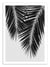 Affiche - Palm Leaf Part 3 Black and White - Orara Studio