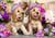 Chiots aux Chapeaux de Fleurs