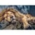Puzzle 1000 pièces - Lion - Trefl