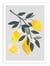 Affiche 30 x 40 cm - Lemon tree branch - El Buen Limon