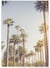 Poster Palmiers de Beverly Hills | A3 : 29,7x42cm