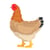 Poule Taille standard | JEKCA | 14 ans et +