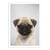 Affiche 30x40 cm - Pug Puppy - Gal Design