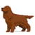 Chien Setter Irlandais Taille standard | JEKCA | 14 ans et +