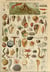 Puzzle 1000 pièces - Illustration du Larousse pour Tous : Mollusques, XIXè Siècle - Grafika