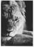 Poster Lion noir et blanc 3 | A3 : 29,7x42cm