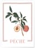 Affiche Abstract Pêche | A3 : 29,7x42cm