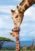 Puzzle 250 pièces - Save the Planet - Giraffe - Eurographics