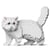 Chat Exotic Shorthair blanc | JEKCA | 14 ans et +