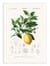 Affiche 50 x 70 cm -  Lemon (citrus Limonium) - Charles Dessalines D