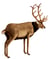 Hansa Peluche Geante Cerf 120 cm H et 100 cm L - Hansa Peluches Géantes - Marron