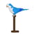 Perruche Veuve bleue | JEKCA | 14 ans et +