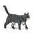 Chat Tigré gris foncé | JEKCA | 14 ans et +